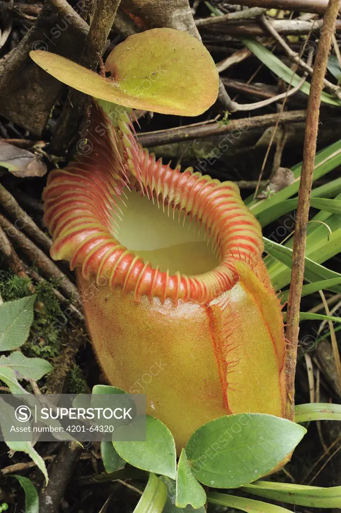 Villose Pitcher Plant (Nepenthes villosa) a high-altitude carnivorous variety, Kinabalu National Park, Borneo, Malaysia