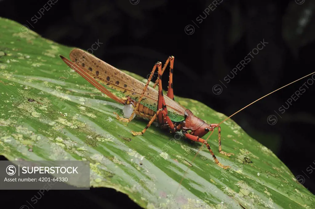 Katydid (Tettigoniidae) female carrying a spermatophore pack near the tip of her abdomen from a recent mating, Gunung Mulu National Park, Borneo, Malaysia