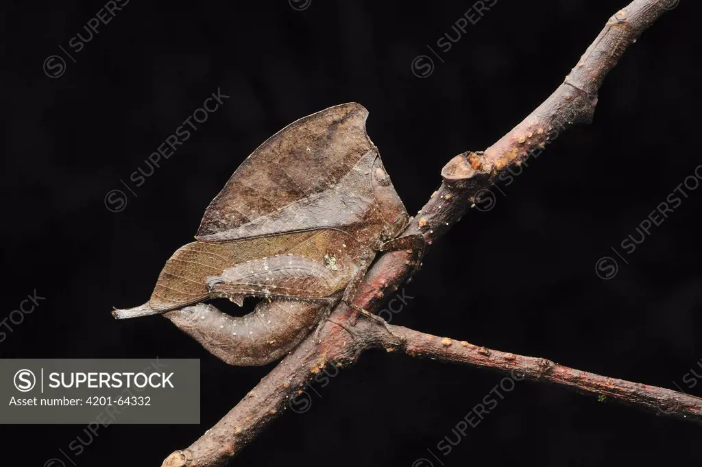 Grasshopper (Chorotypus sp) mimicking leaf, Gunung Mulu National Park, Borneo, Malaysia