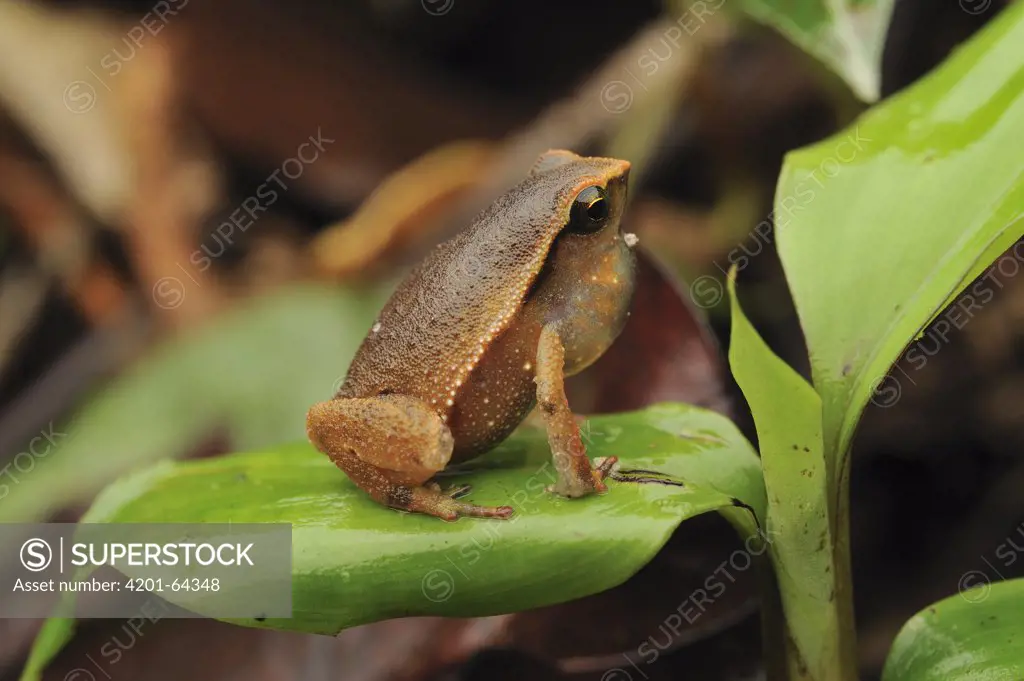 Variable Sticky Frog (Kalophrynus heterochirus) calling from a low perch, Borneo, Malaysia