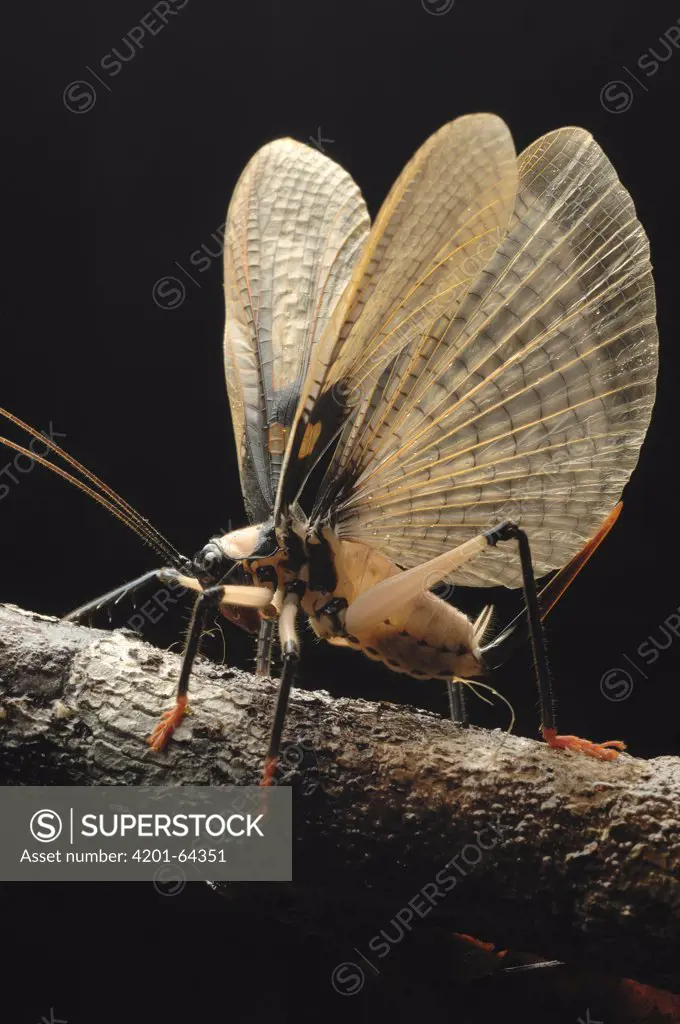 Raspy Cricket (Gryllacrididae) raising its wings in a defensive display, Kubah National Park, Borneo, Malaysia