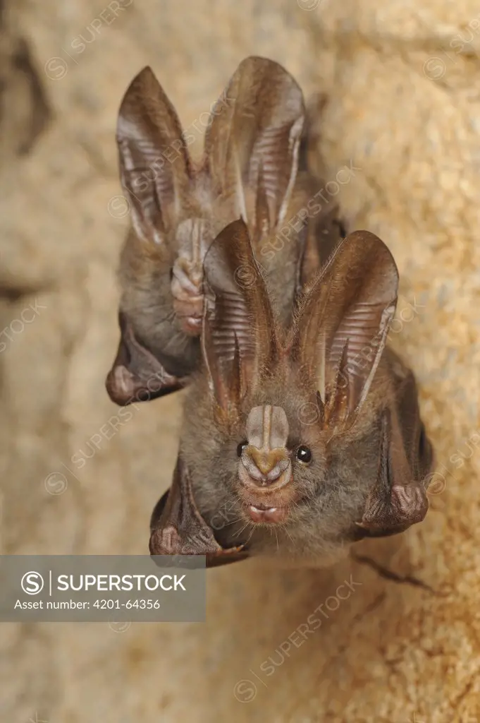 Lesser False Vampire Bat (Megaderma spasma) pair roosting in cave, Sekunyit, Bau, Malaysia