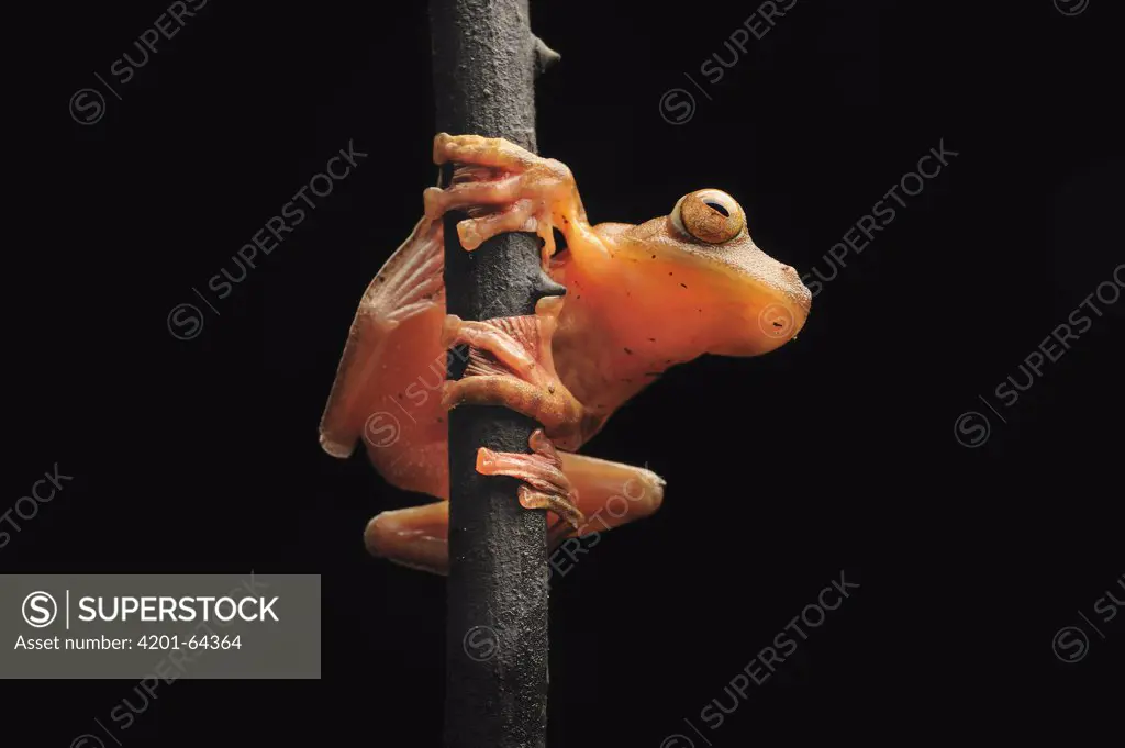 Harlequin Flying Tree Frog (Rhacophorus pardalis), Danum Valley Conservation Area, Borneo, Malaysia