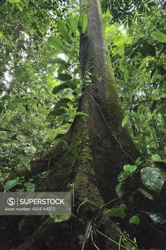 Rainforest interior showing tree with butress roots, Danum Valley Conservation Area, Borneo, Malaysia