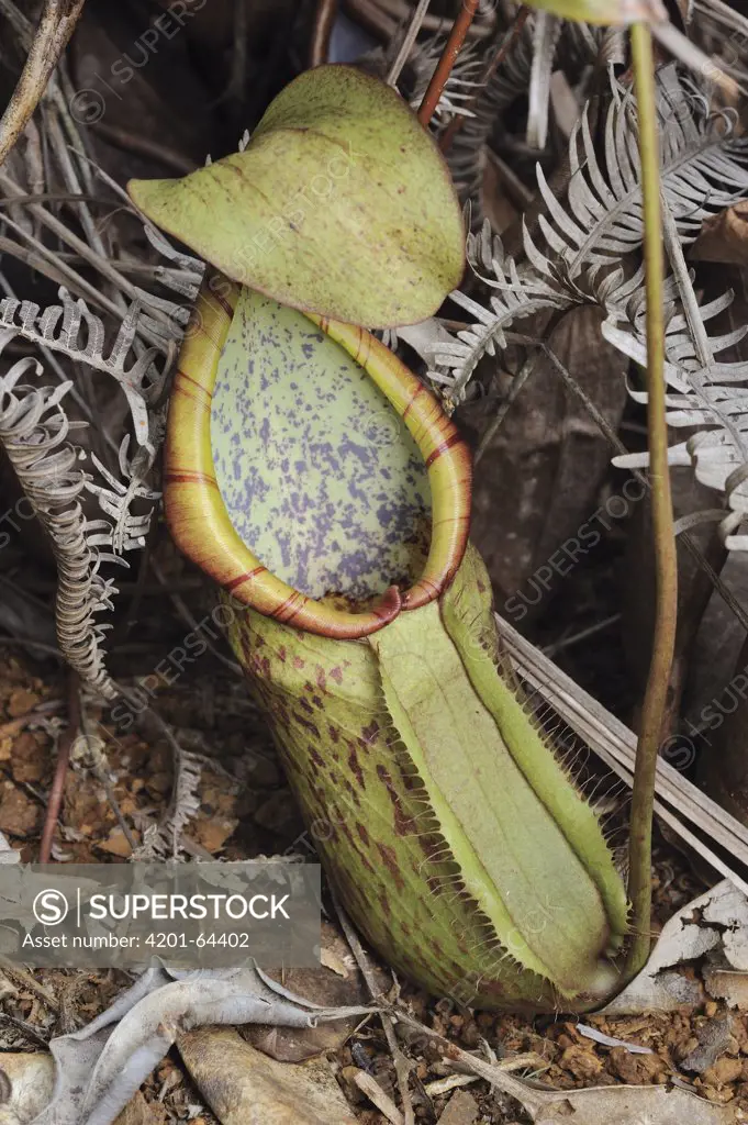 Pitcher Plant (Nepenthes macrovulgaris), Lahad Datu, Borneo, Malaysia
