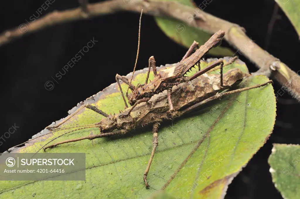 Small Haaniella (Haaniella scabra) stick insect mating pair, Mount Kinabalu National Park, Borneo, Malaysia