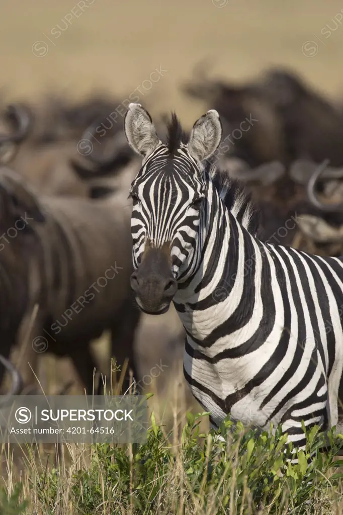 Burchell's Zebra (Equus burchellii), Masai Mara National Reserve, Kenya
