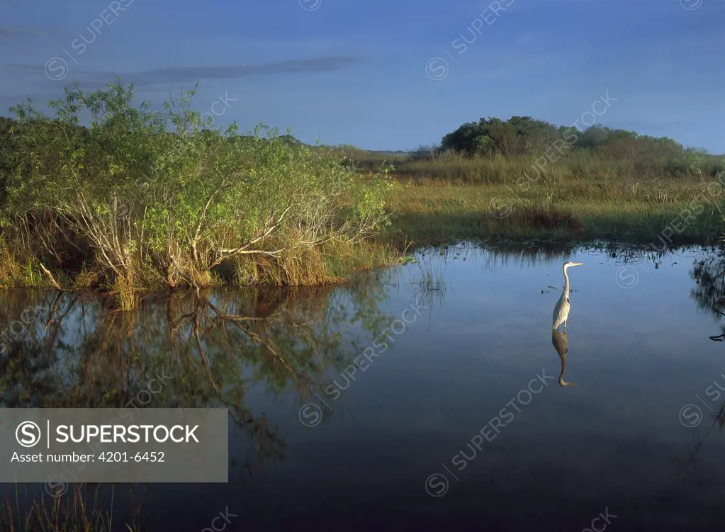 Great Blue Heron (Ardea herodias) wading in Taylor Slough, Everglades National Park, Florida