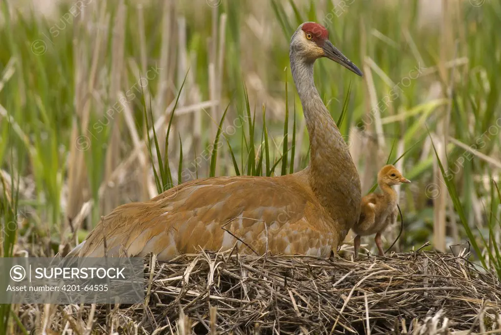 Sandhill Crane (Grus canadensis) incubating unhatched egg on nest with already born chick, Kensington Metropark, Michigan