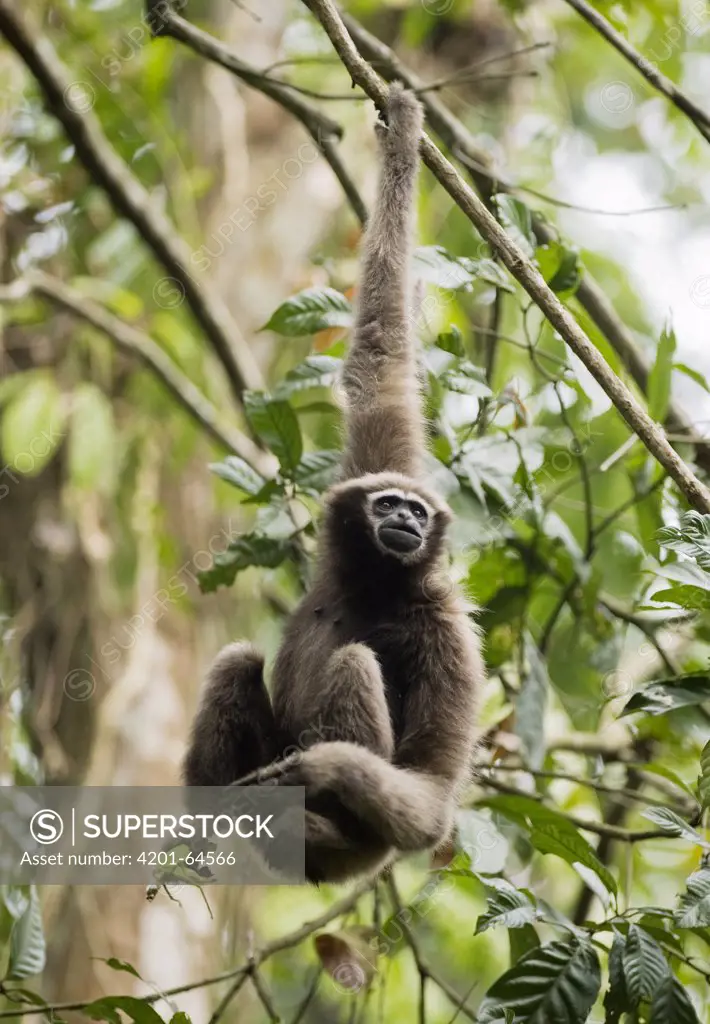 Hoolock Gibbon (Hylobates hoolock) sub-adult female, Gibbon Wildlife Sanctuary, Assam, India