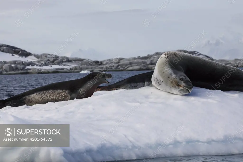 Leopard Seal (Hydrurga leptonyx) pair resting on ice, Paradise Bay, Antarctica