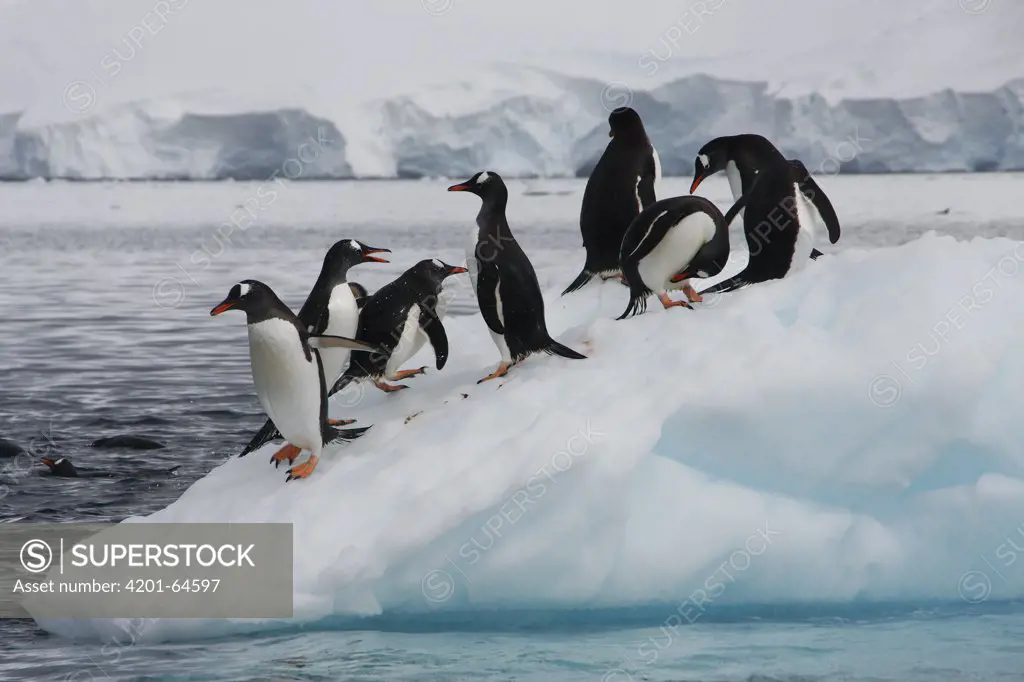 Gentoo Penguin (Pygoscelis papua) group on iceberg, Antarctica