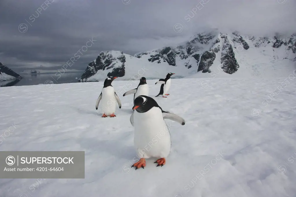 Gentoo Penguin (Pygoscelis papua) group on ice, Danco Island, Antarctica