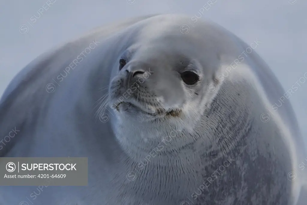 Crabeater Seal (Lobodon carcinphaga), Paradise Bay, Antarctica