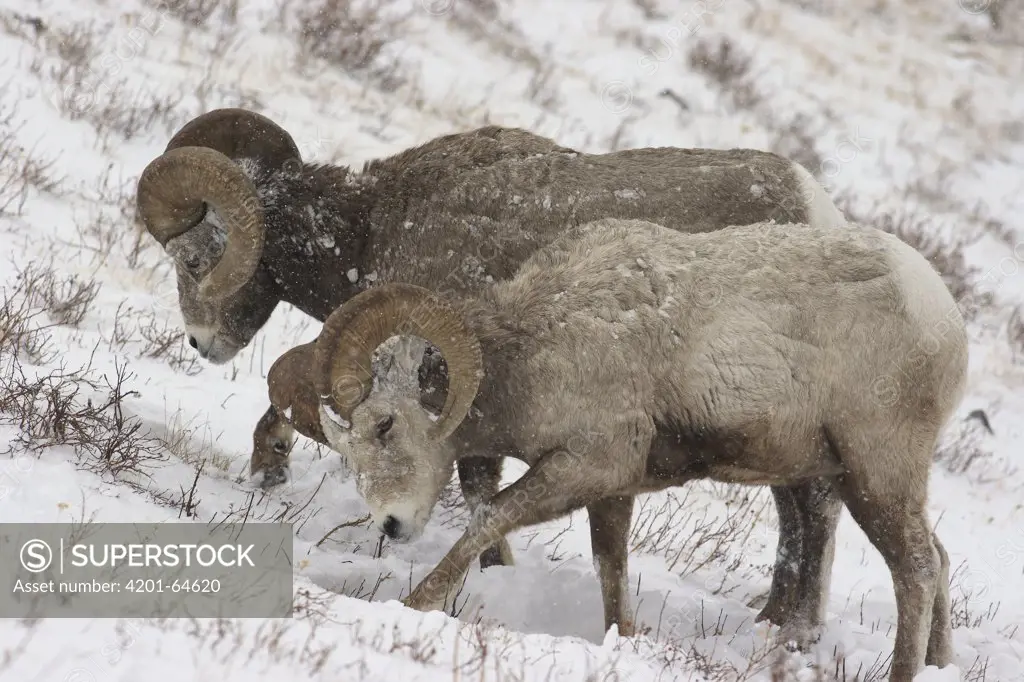 Bighorn Sheep (Ovis canadensis) rams digging through snow to feed, Glacier National Park, Montana