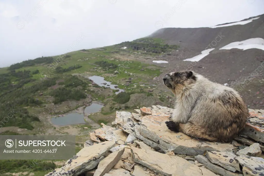 Hoary Marmot (Marmota caligata), Glacier National Park, Montana