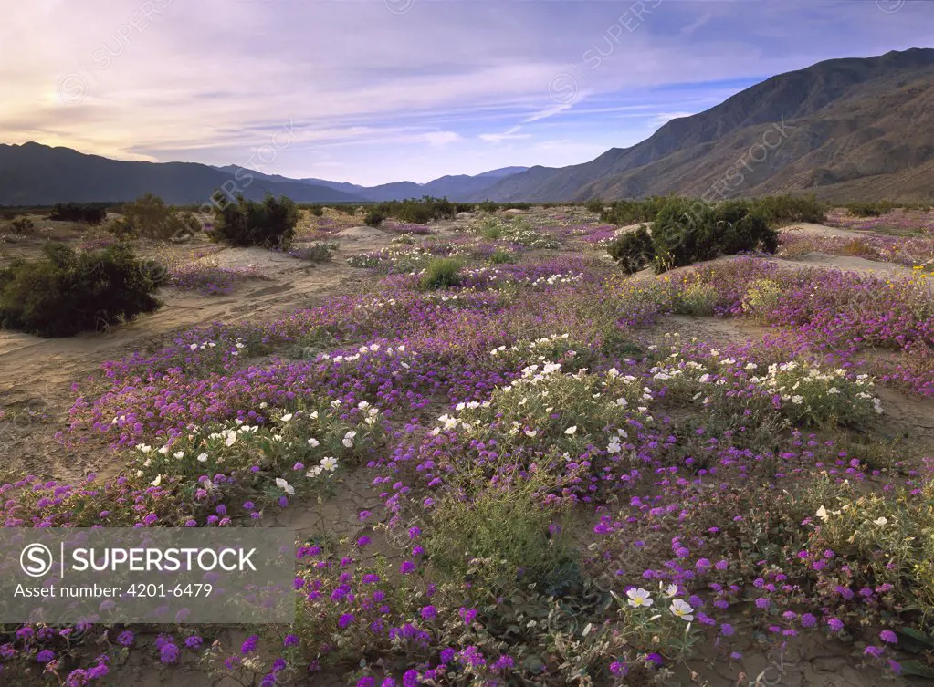 Sand Verbena (Abronia sp) and primrose blooming, Anza-Borrego Desert State Park, California