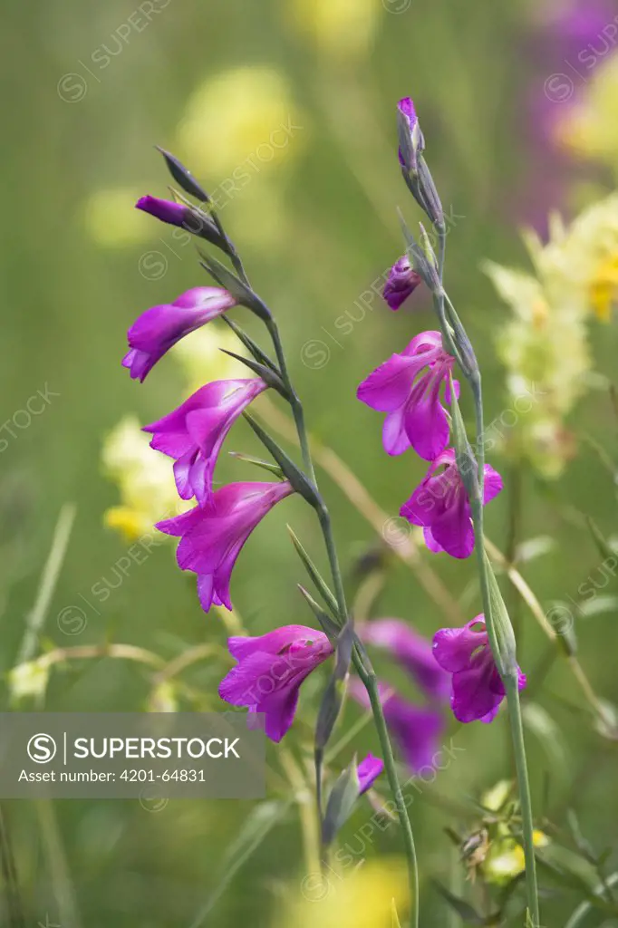 Gladiolus (Gladiolus palustris) flowers, Upper Bavaria, Germany