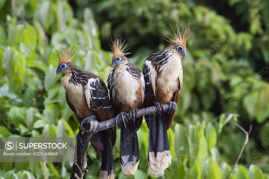 Hoazin (Opisthocomus hoazin) trio in rainforest, Tambopata National Reserve, Peru