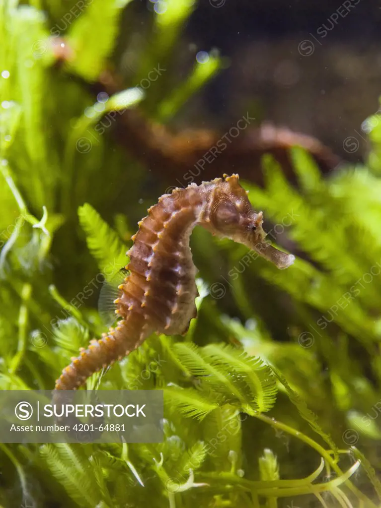 Seahorse (Hippocampus sp)