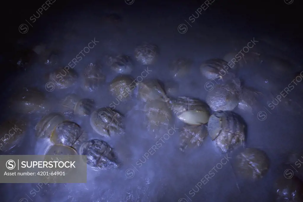 Horseshoe Crab (Limulus polyphemus) mass spawning at full moon, Delaware Bay, Delaware