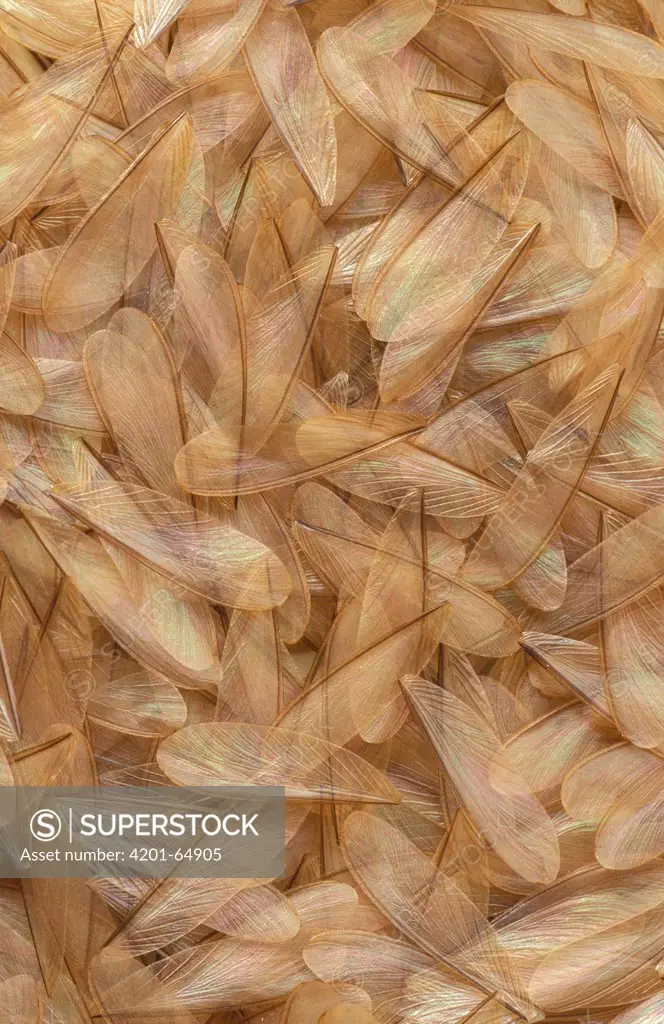 Termite dropped wings after swarming, Bandiagara, Sahel Desert, Mali