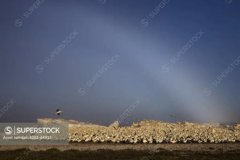 Cape Gannet (Morus capensis) colony with fog bow, Lambert's Bay, South Africa