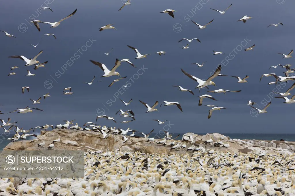 Cape Gannet (Morus capensis) colony, Lambert's Bay, South Africa