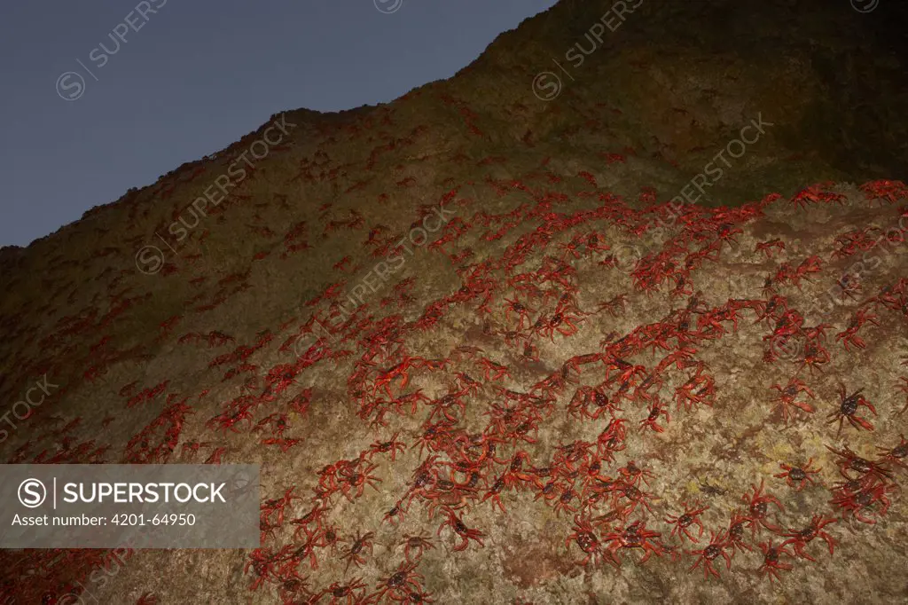 Christmas Island Red Crab (Gecarcoidea natalis) mass during night of spawning, Christmas Island, Indian Ocean, Territory of Australia