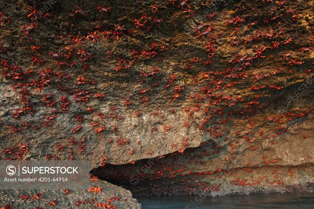 Christmas Island Red Crab (Gecarcoidea natalis) mass climbing cliff after spawning, Christmas Island, Indian Ocean, Territory of Australia