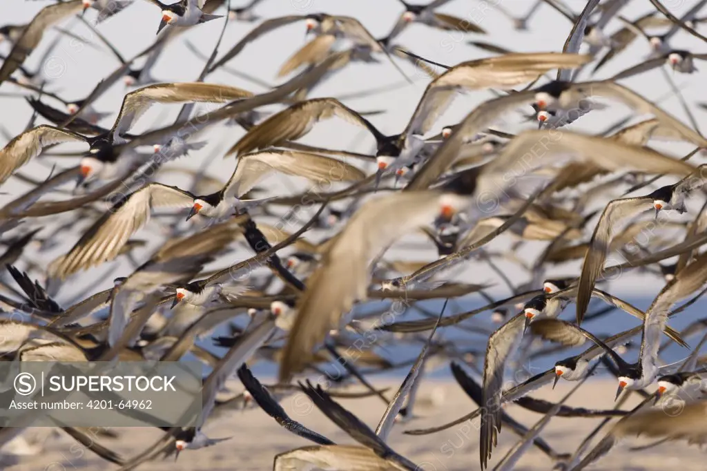 Black Skimmer (Rynchops niger) flock flying, Cape May, New Jersey