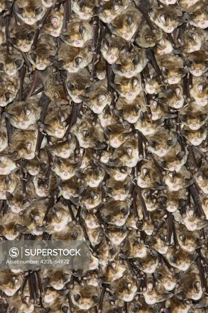 Mehely's Horseshoe Bat (Rhinolophus mehelyi) group roosting, Sardinia, Italy