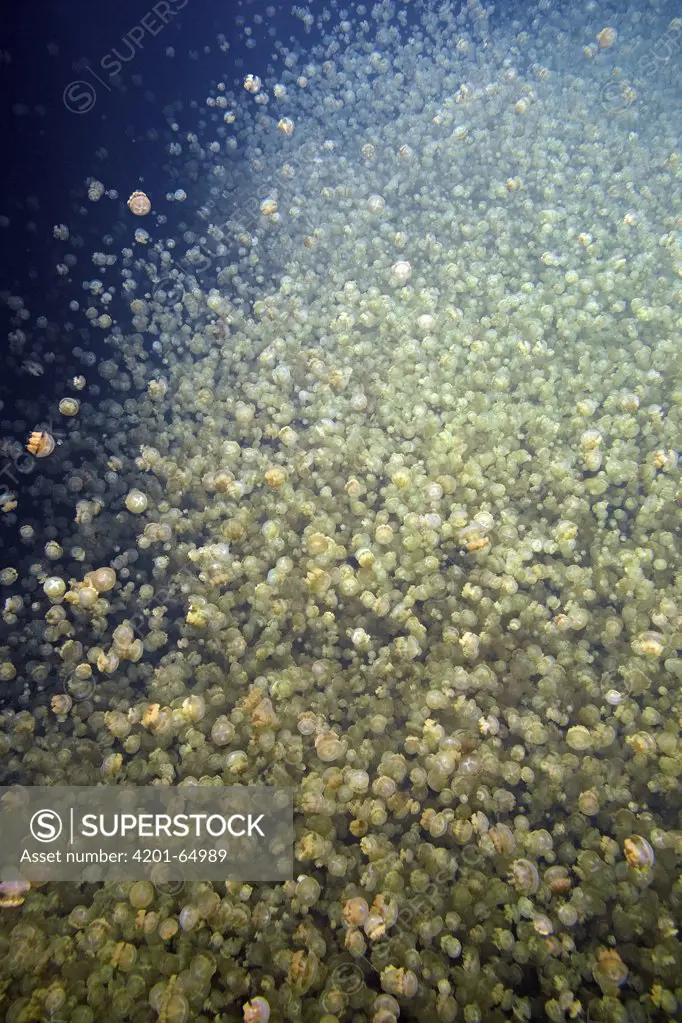 Jellyfish (Mastigias sp) group, Jellyfish Lake, Palau