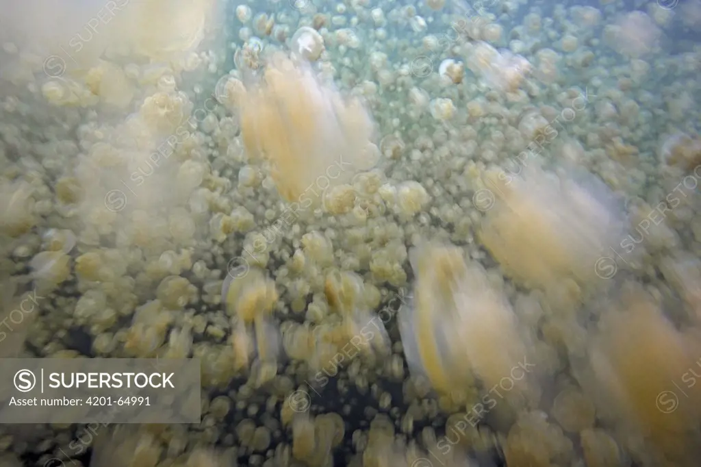 Jellyfish (Mastigias sp) group, Jellyfish Lake, Palau