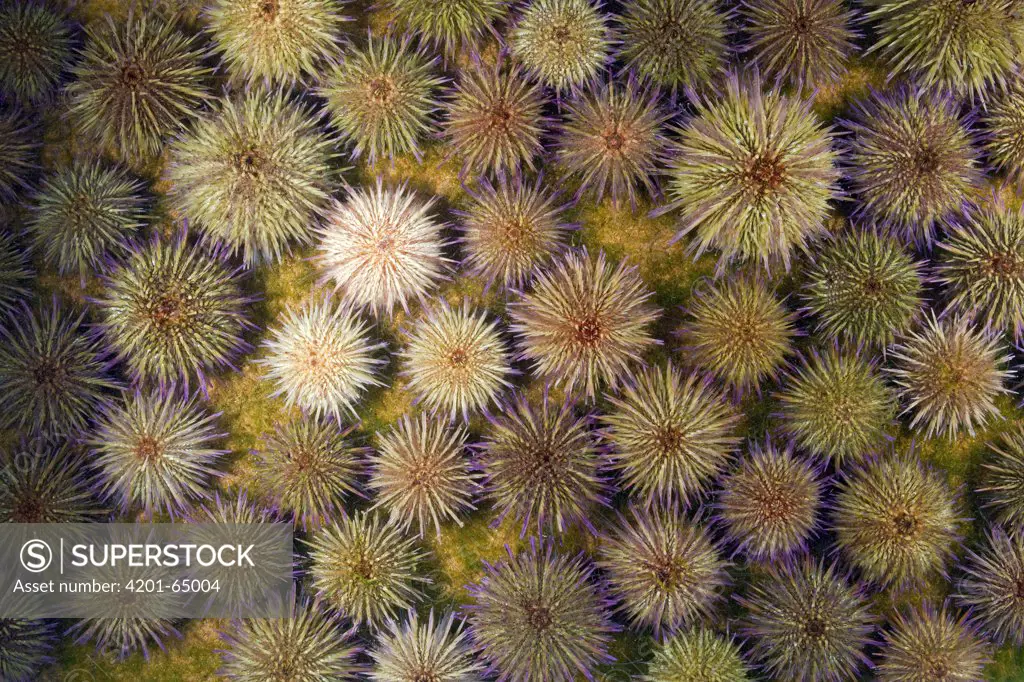 Sand Sea Urchin (Psammechinus miliaris) mass feeding on algae, North Sea, Germany