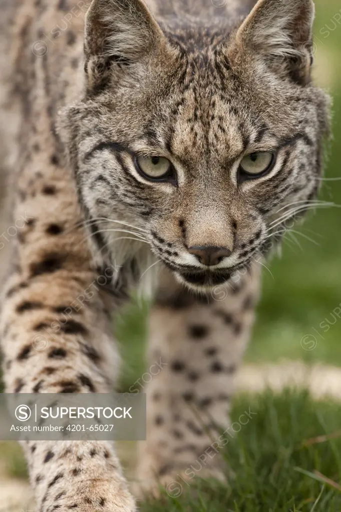 Spanish Lynx (Lynx pardinus) at captive breeding center, Andalusia, Spain