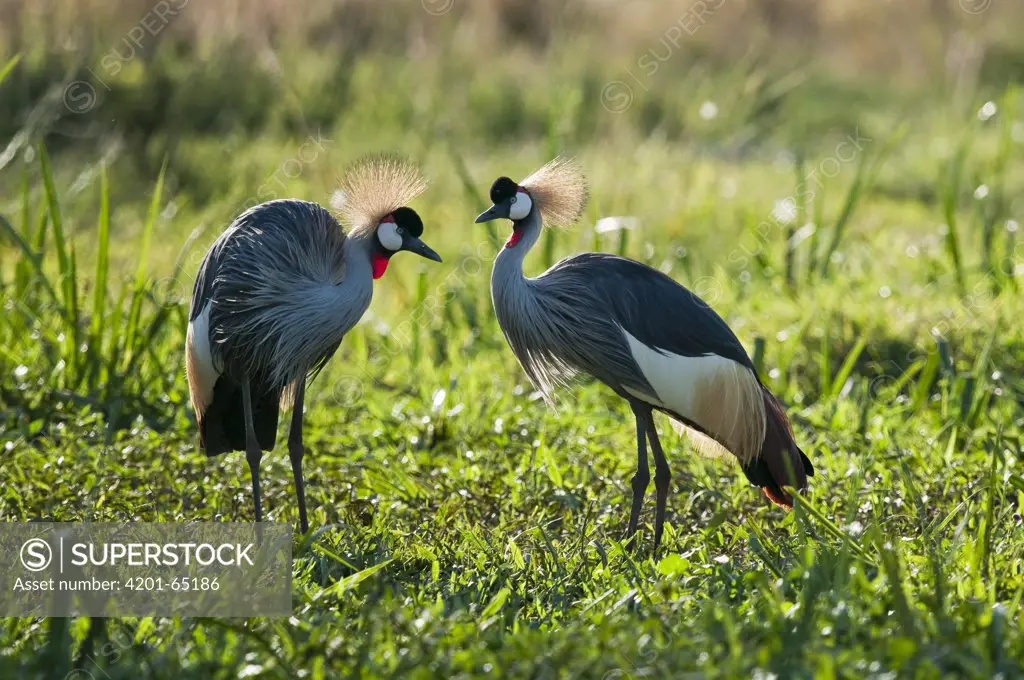 Grey Crowned Crane (Balearica regulorum) pair, Lewa Wildlife Conservancy, Kenya