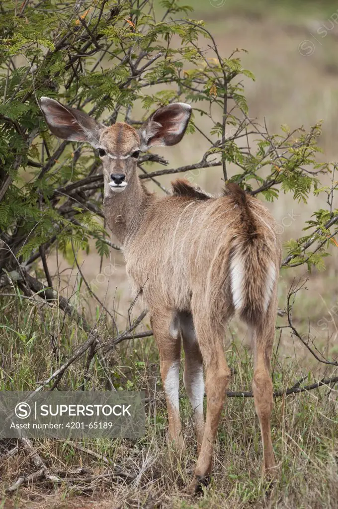Greater Kudu (Tragelaphus strepsiceros) calf, Mpala Research Centre, Kenya
