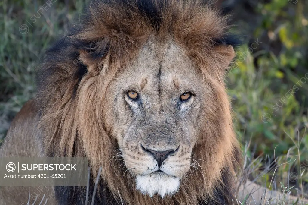 African Lion (Panthera leo) male, Ol Jogi Game Reserve, Kenya
