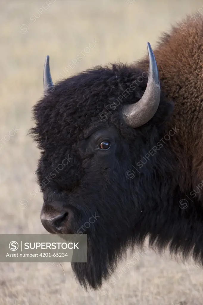 American Bison (Bison bison) portrait, South Dakota