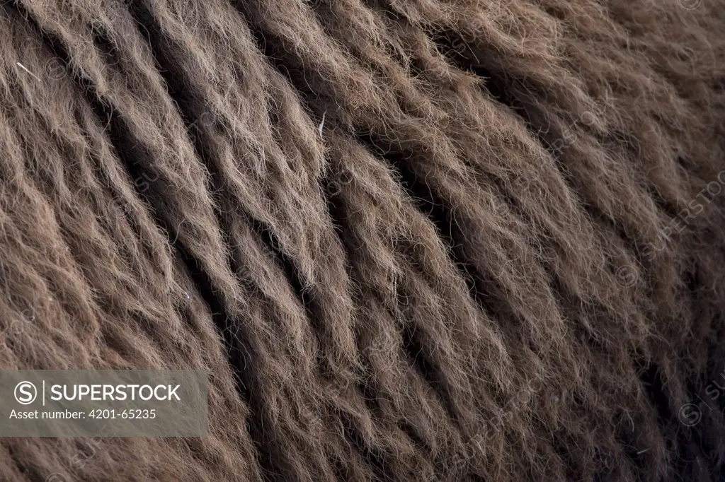 American Bison (Bison bison) fur, South Dakota
