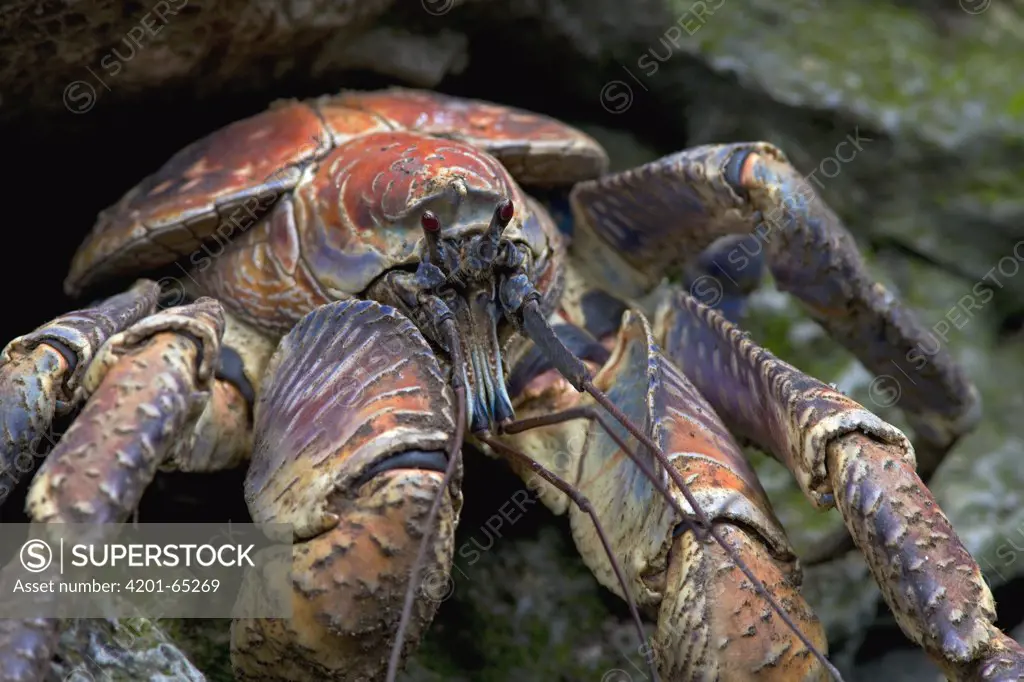 Coconut Crab (Birgus latro), Christmas Island, Indian Ocean, Territory of Australia