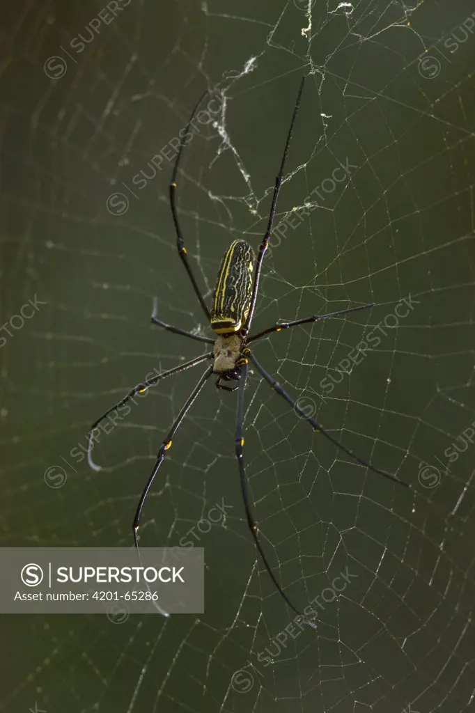 Big-jawed Spider (Nephila sp) female on web, Christmas Island, Indian Ocean, Territory of Australia