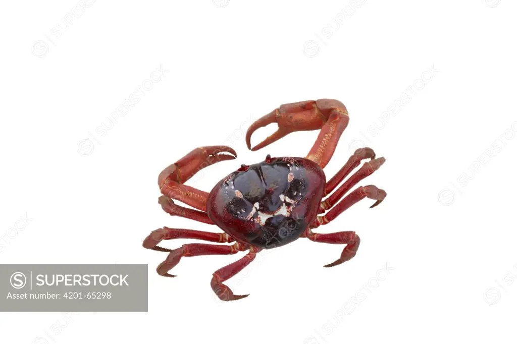 Christmas Island Red Crab (Gecarcoidea natalis), Christmas Island, Indian Ocean, Territory of Australia