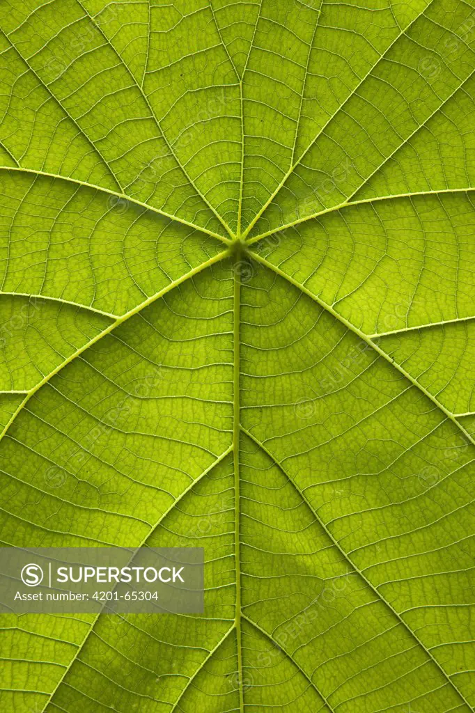Parasol Leaf Tree (Macaranga tanarius) leaf showing ribs and veination, Christmas Island, Indian Ocean, Territory of Australia
