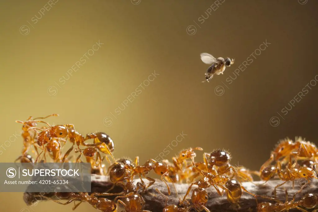 Phorid Fly (Pseudacteon obtusus) female flies above Red Imported Fire Ants (Solenopsis invicta) searching for an ant to implant an egg which eventually kills the ant, the fly is now used to help control the population of introduced fire ants in Texas