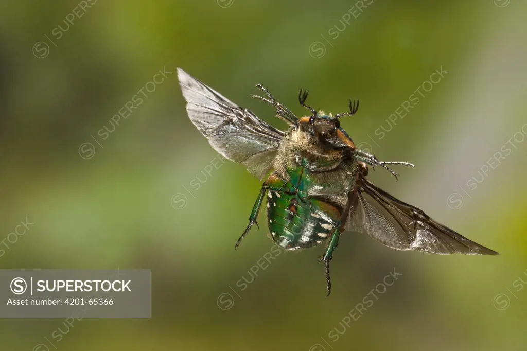Euphoria Beetle (Euphoria fulgida) flying, photographed with a high-speed camera, central Texas