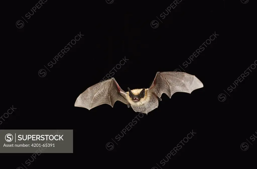 Western Small-footed Myotis (Myotis ciliolabrum) bat flying at night, Washington