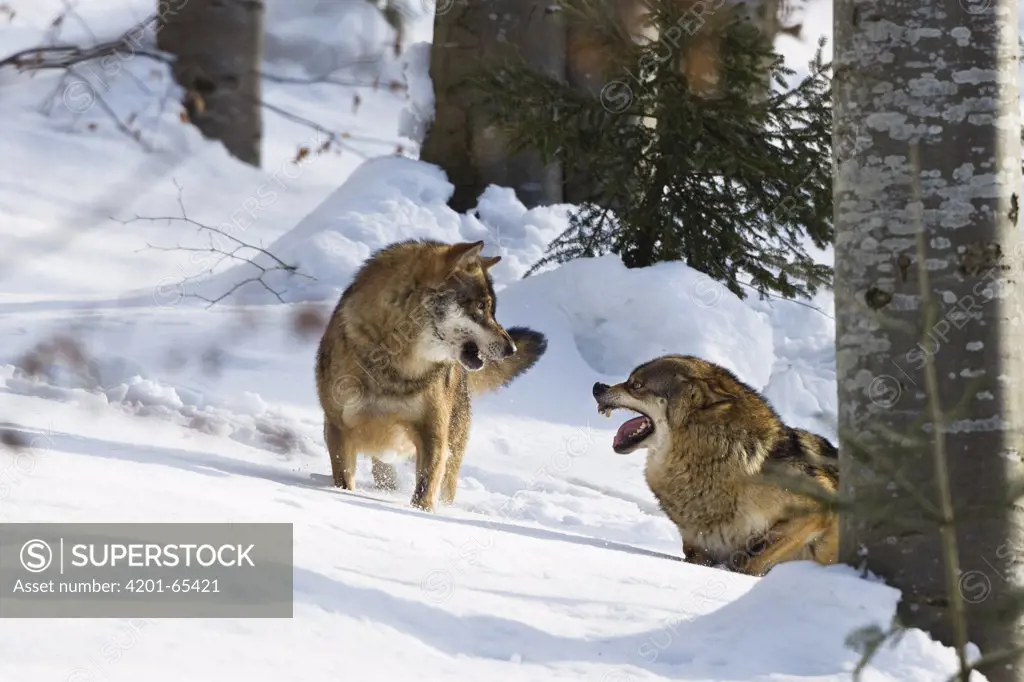 European Wolf (Canis lupus) pair interacting, Bavarian Forest National Park, Germany