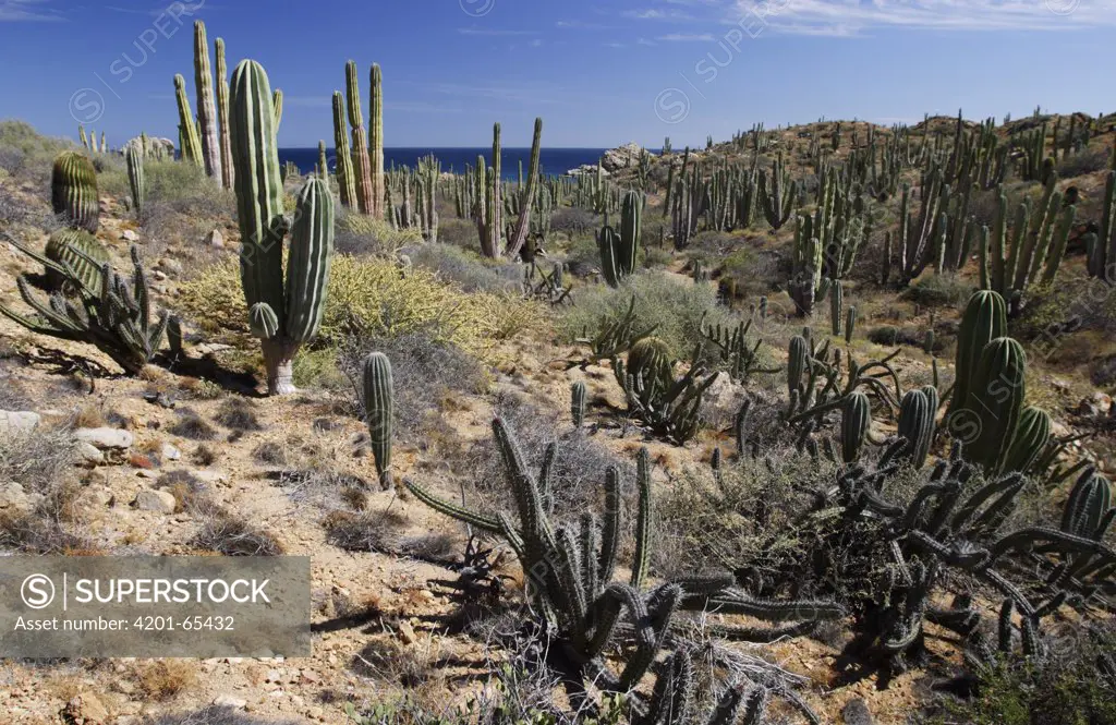 Cardon (Pachycereus pringlei) cacti in desert landscape, Santa Catalina Island, Mexico